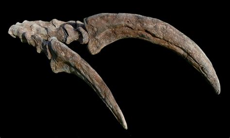 real therizinosaurus claw for sale.